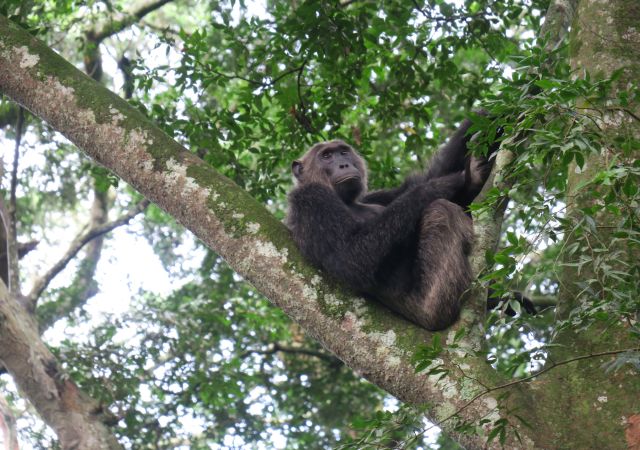 Schimpansen in der  Kyambura-Schlucht