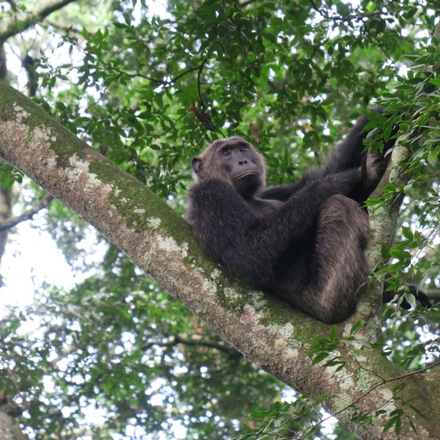 Schimpansen in der  Kyambura-Schlucht