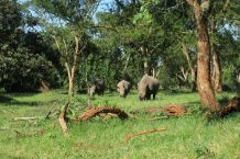 Nashörner im Ziwa Rhino Sanctuary