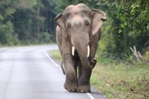 Elefant im Khao-Yai-Nationalpark