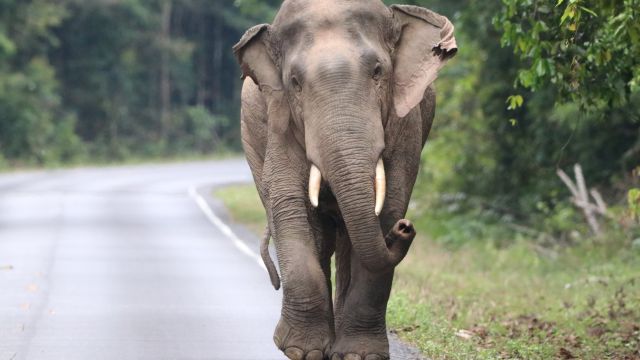 Elefant im Khao-Yai-Nationalpark