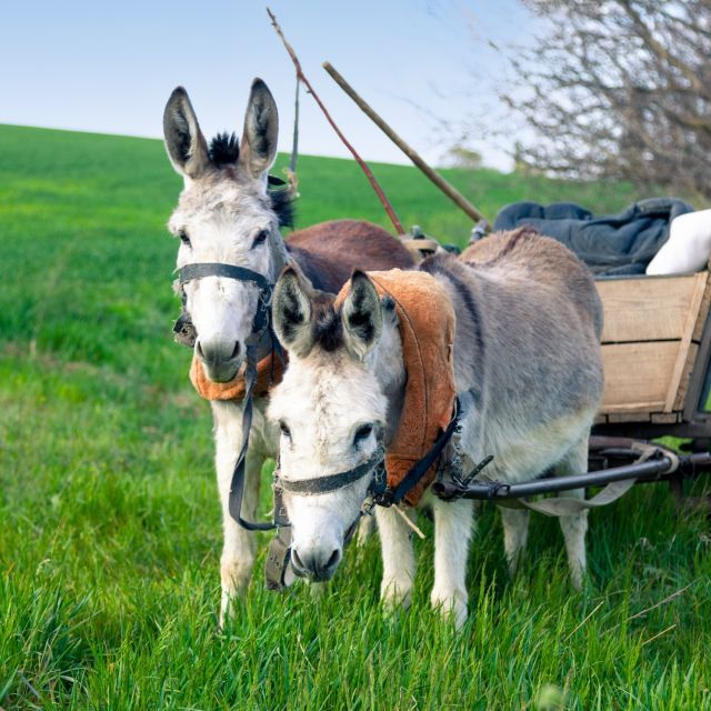 Wagen mit zwei grasenden Eseln