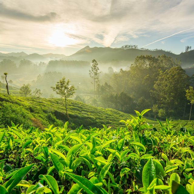 Sonnenaufgang über Teeplantagen in Munnar.