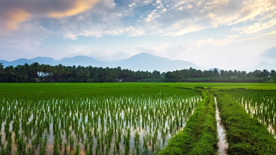 Reisfelder in Tamil Nadu.