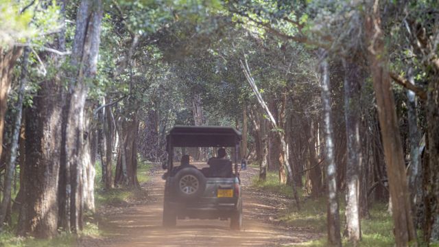 Auf der Spur der Wildnis – auf Safari im offenen Geländewagen.