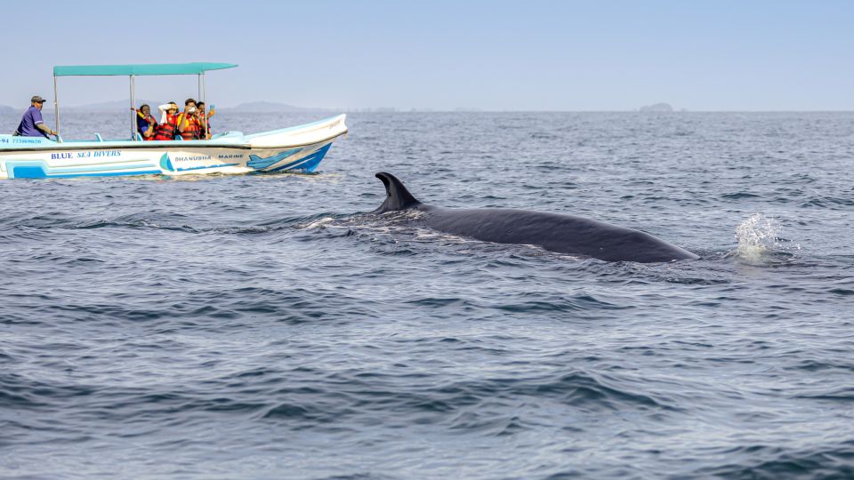 Sichtung eines Brydewals vor der Küste  Sri Lankas.