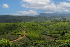 Im Hochland Sri Lankas erwarten Sie immergrüne Teeplantagen.