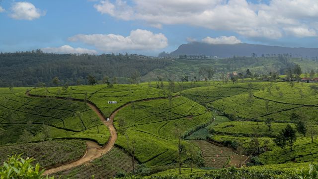 Im Hochland Sri Lankas erwarten Sie immergrüne Teeplantagen.