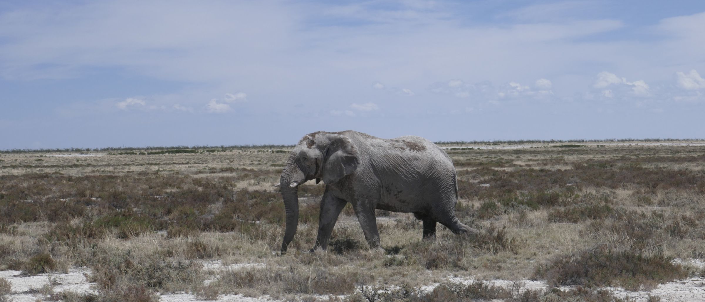 Einsamer Elefant im Etosha-Nationalpark