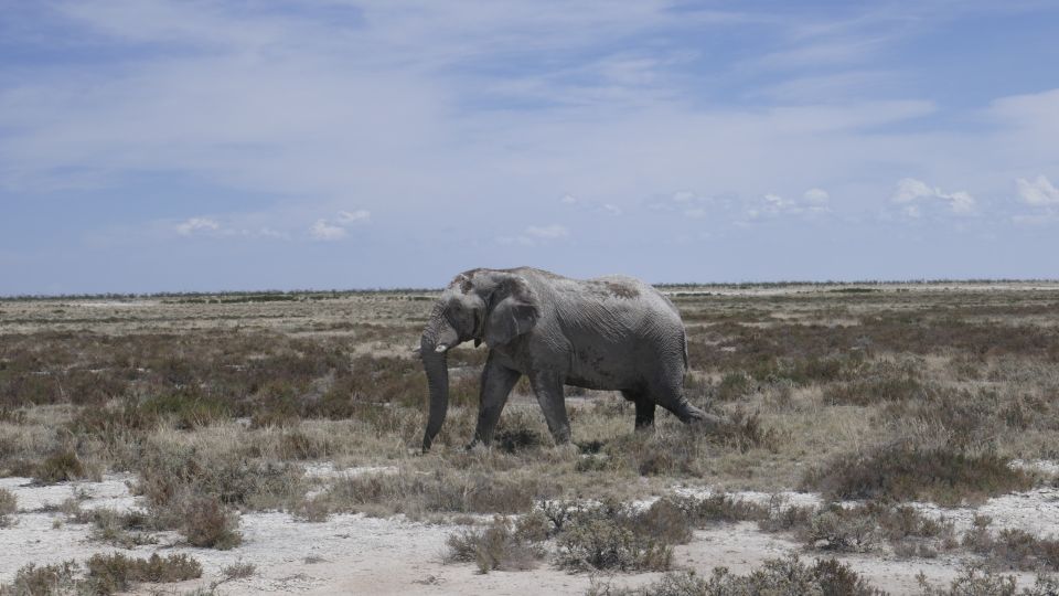 Einsamer Elefant im Etosha-Nationalpark