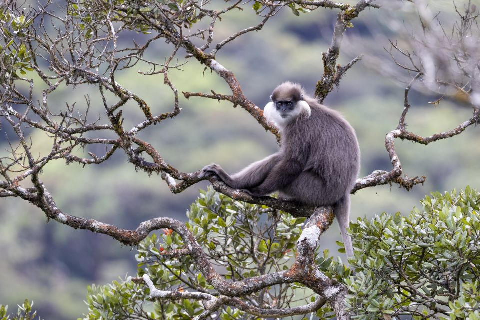 Der Weißbartlangur – eine tagaktive Primatenart, welche nur in Sri Lanka beheimatet ist.