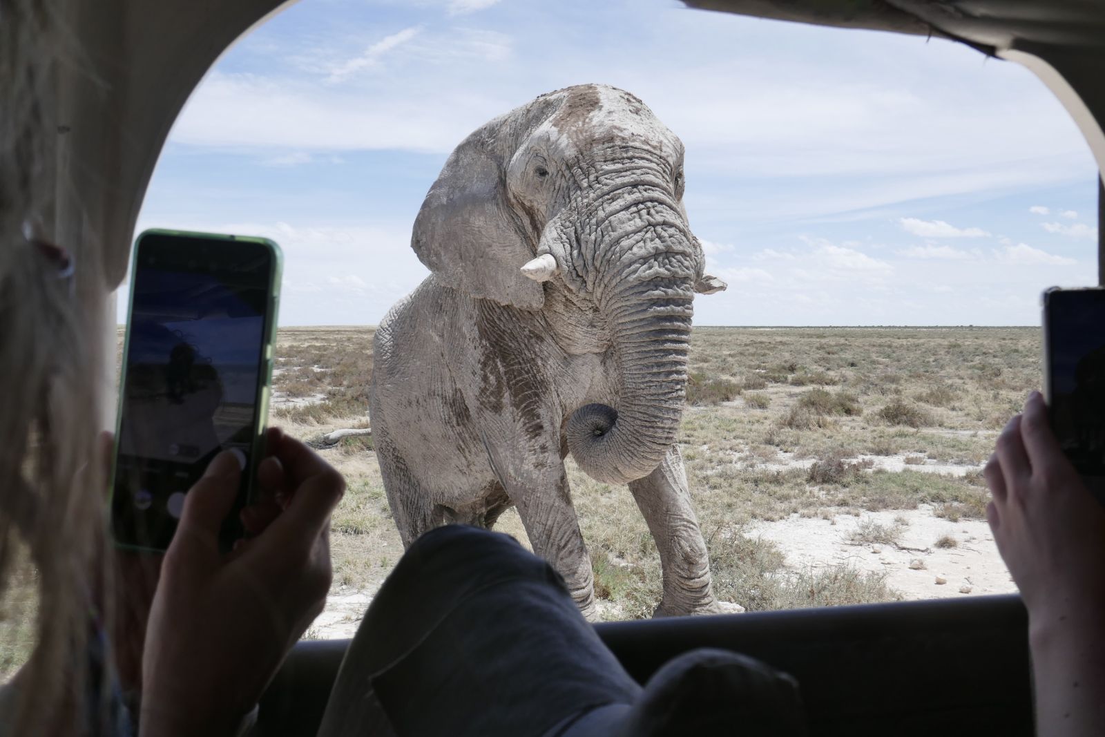 Begegnung mit einem Elefanten auf Safari im Etosha-Nationalpark