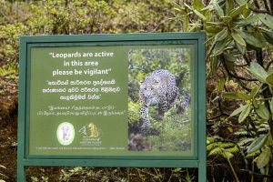 Auf der Spur des Leoparden im Horton-Plains-Nationalpark.
