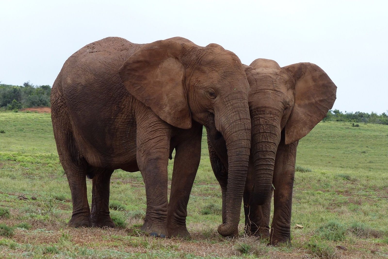 Im Addo-Elephant-Nationalpark