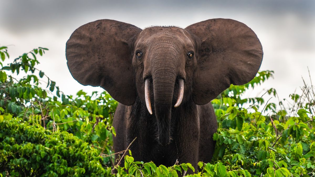 Waldelefant im Lope-Nationalpark