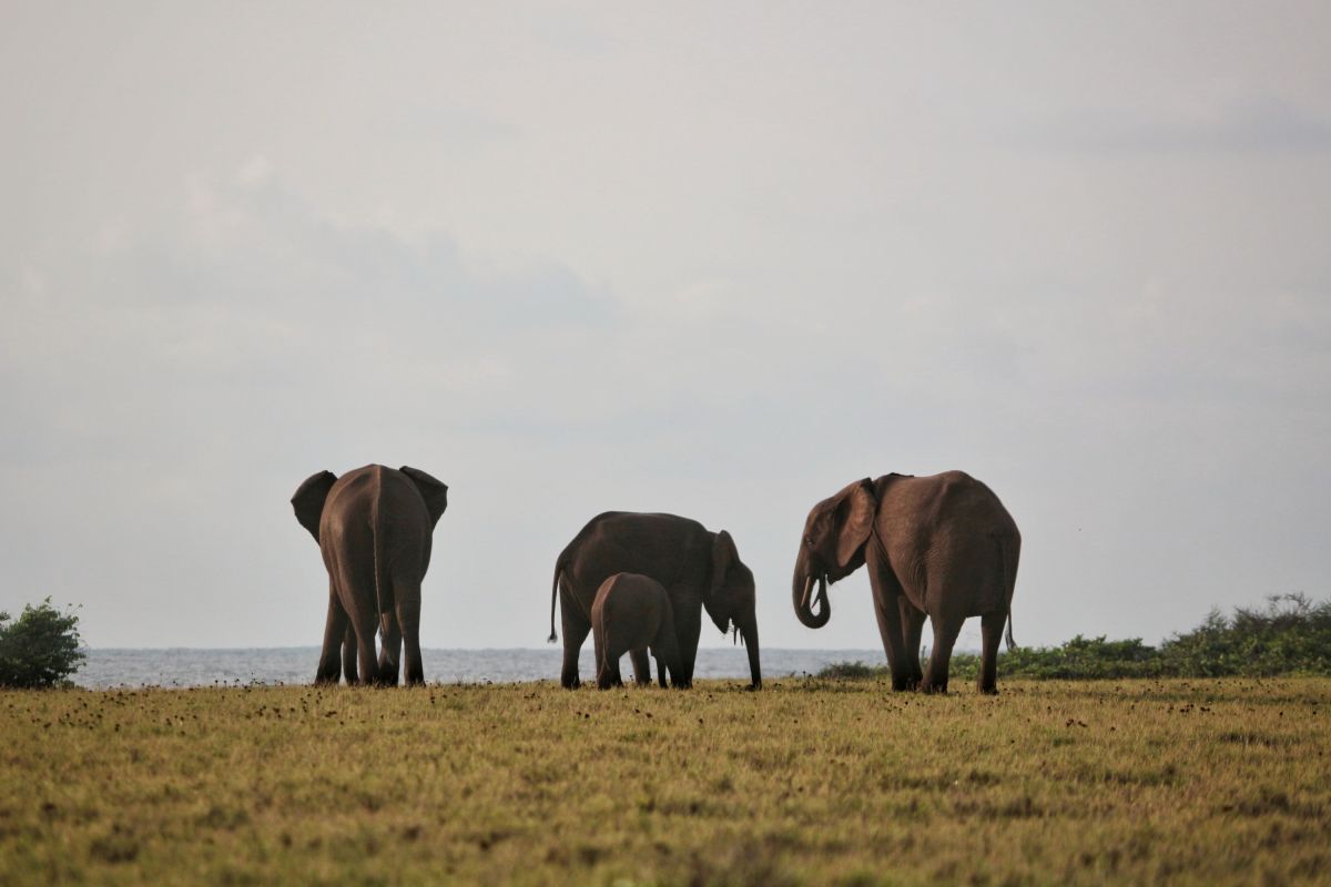 Elefanten im Lope-Nationalpark
