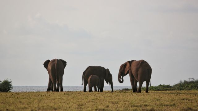 Elefanten im Loango-Nationalpark