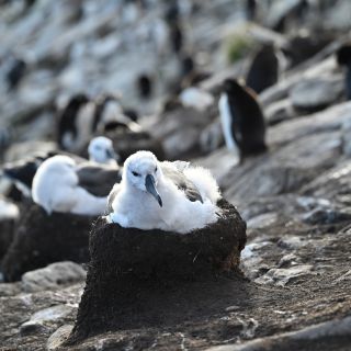 Albatroskolonie auf Saunders Island, Falkland Inseln