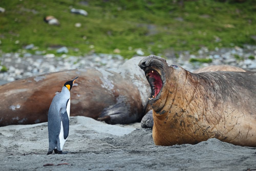Mutiger Pinguin am Strand