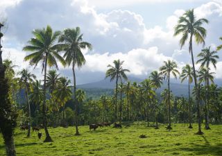 Kühe unter Palmen: Entdeckt bei der Mietwagentour durch Samoa