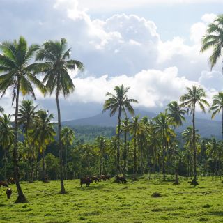 Kühe unter Palmen: Entdeckt bei der Mietwagentour durch Samoa