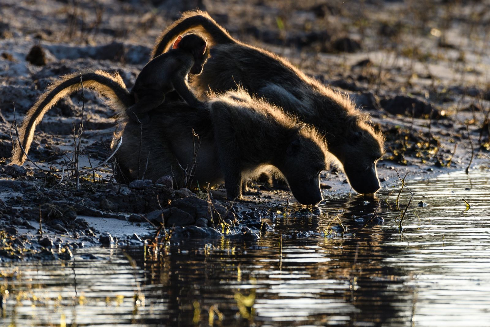 Zauberhaftes Gegenlicht gleich am ersten Abend: Paviane löschen am Chobe-Fluss ihren Durst
