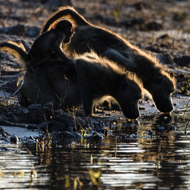Zauberhaftes Gegenlicht gleich am ersten Abend: Paviane löschen am Chobe-Fluss ihren Durst