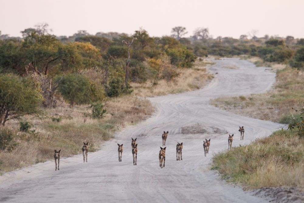 Einer der Safari-Höhepunkte: Afrikanische Wildhunde, Mababe