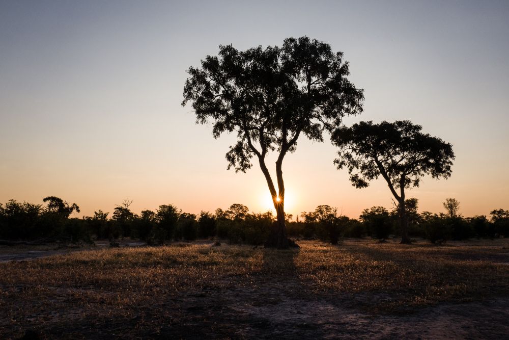 Kurz vor Sonnenuntergang in Mababe – die ideale Zeit für Sonnensternchen-Spielereien 