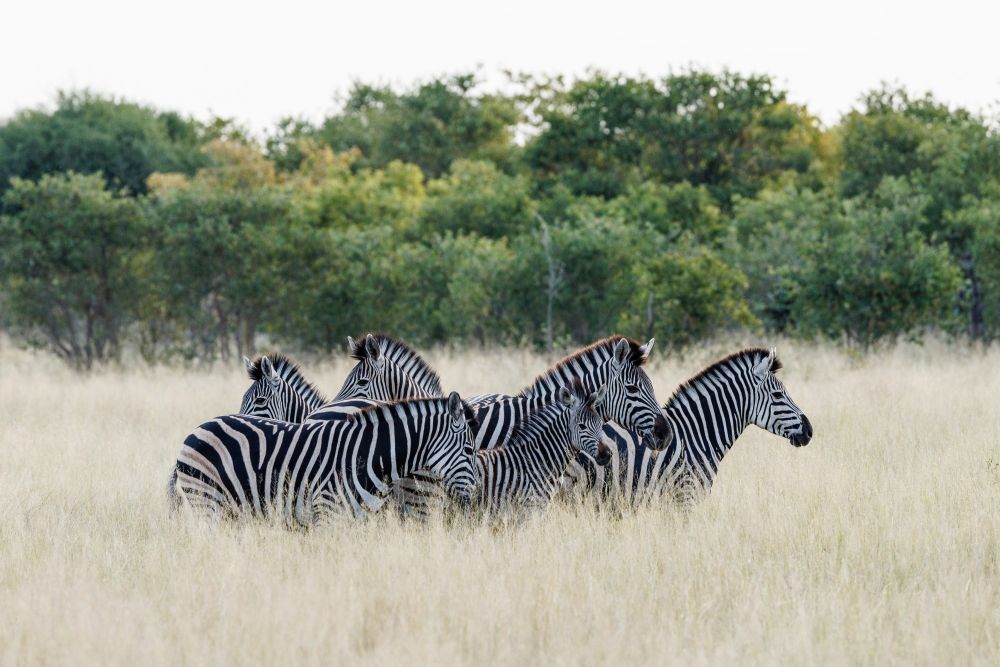 Gruppenbild mit Streifen: Zebras, Savuti