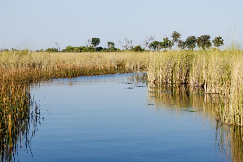 Ausblick bei der Bootsfahrt im Okavango-Delta, Moremi
