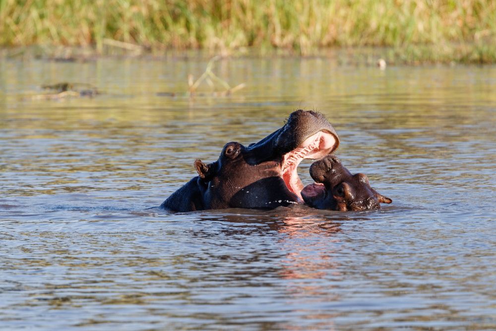 Bei Flusspferden ist (fast) immer was los: Happy Hippos, Mababe