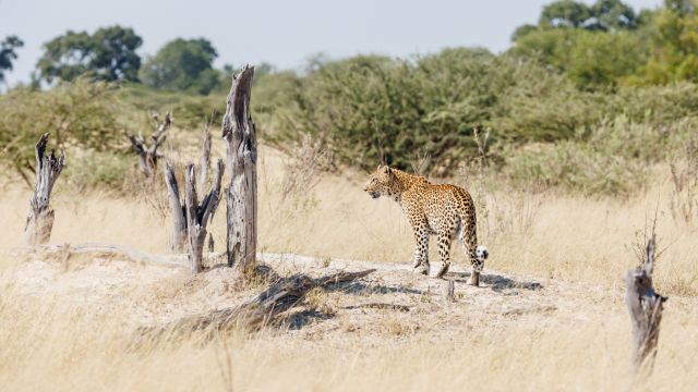 In der Mittagshitze auf der Jagd: Leopardin, Moremi