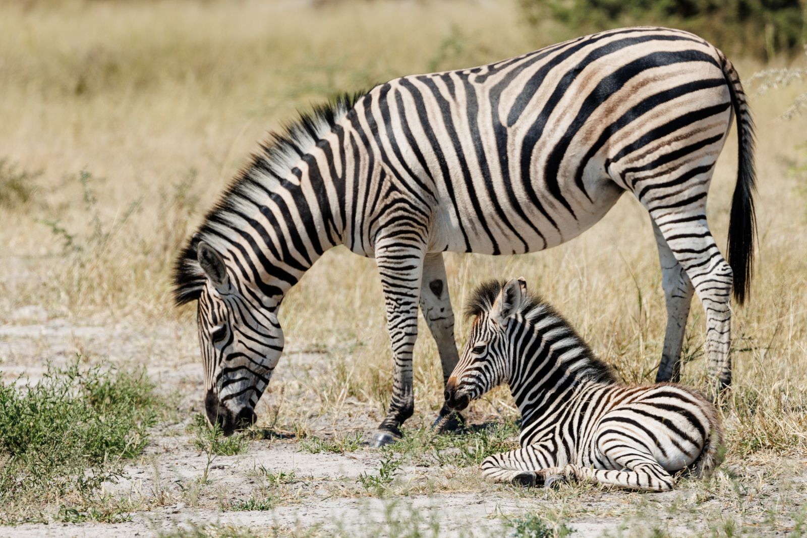 Begegnung auf dem Rückweg nach Maun: Eine Zebramutter grast seelenruhig am Weg, das Fohlen ruht an ihrer Seite (Moremi).