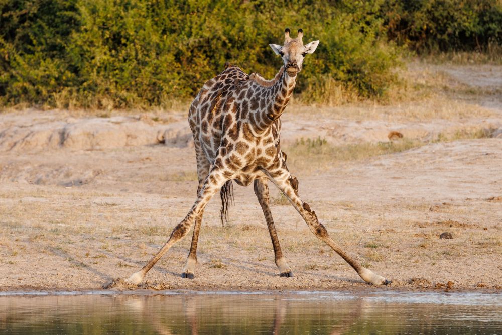 Giraffe beim Trinken, Savuti