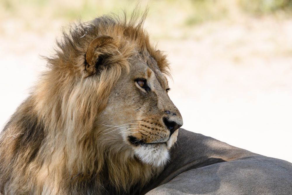 Löwenmännchen, Savuti