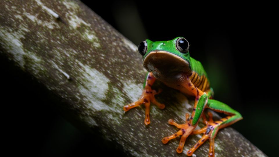 Frosch am Tambopata-Fluss in Amazonien