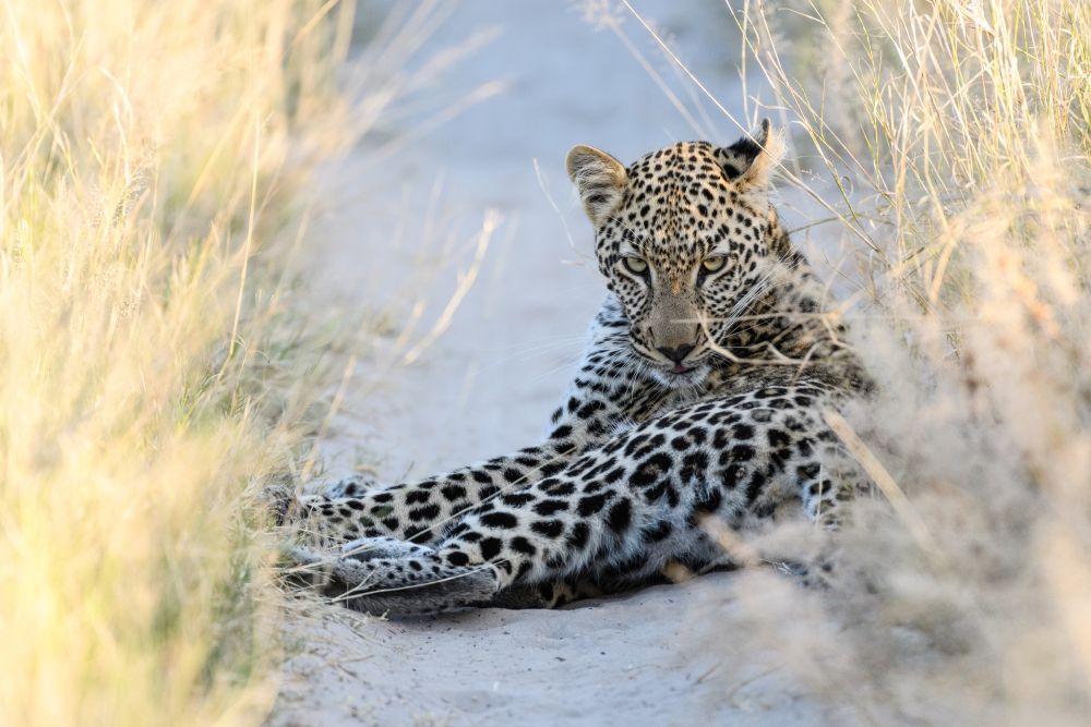 Unverhoffte Begegnung im Abendlicht: Leopardin, Savuti