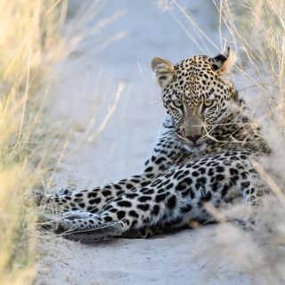 Unverhoffte Begegnung im Abendlicht: Leopardin, Savuti