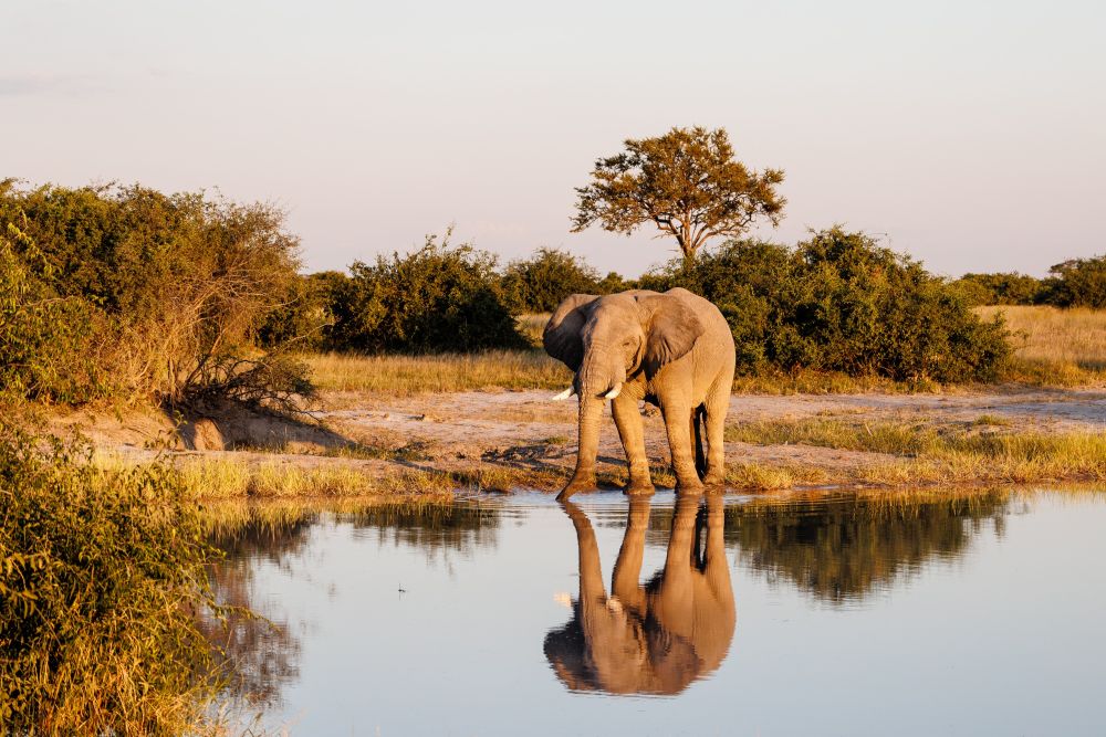 Magische Abendstimmung: Elefant am Wasserloch, Savuti 