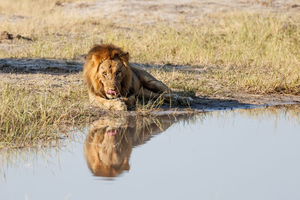 Auch Löwenmännchen haben Durst – und sichern sich dann ihren Platz am Wasserloch (Savuti) 