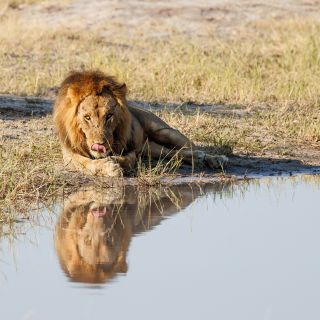 Auch Löwenmännchen haben Durst – und sichern sich dann ihren Platz am Wasserloch (Savuti)