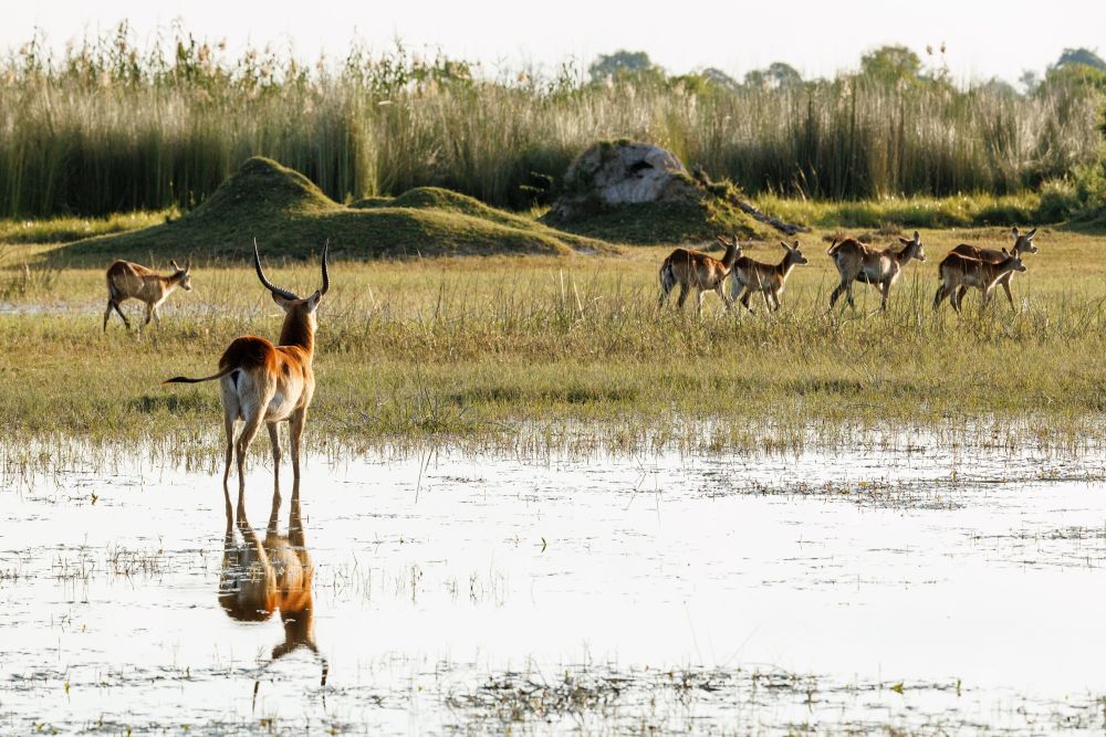 Wohin laufen sie denn? Ein Lechwe-Männchen folgt den Bewegungen der Herde mit Weibchen und Jungtieren (Moremi). 