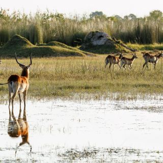 Wohin laufen sie denn? Ein Lechwe-Männchen folgt den Bewegungen der Herde mit Weibchen und Jungtieren (Moremi).