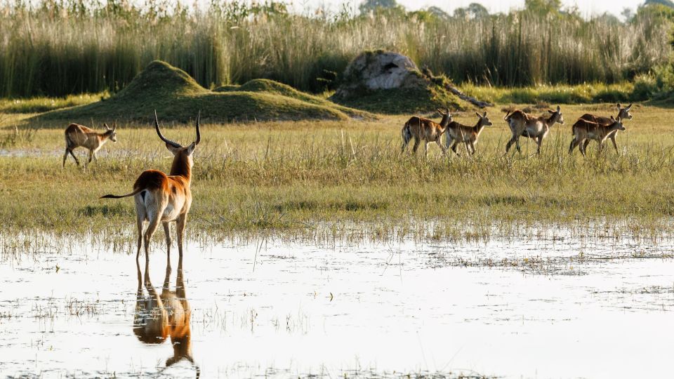 Wohin laufen sie denn? Ein Lechwe-Männchen folgt den Bewegungen der Herde mit Weibchen und Jungtieren (Moremi).