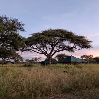 Morgens im Serengeti View Camp
