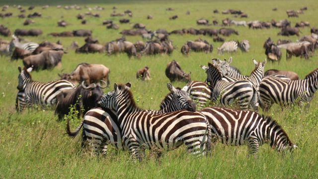 Die großen Herden in der Serengeti