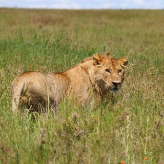 Junger Löwe in der Serengeti