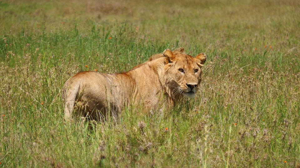 Junger Löwe in der Serengeti