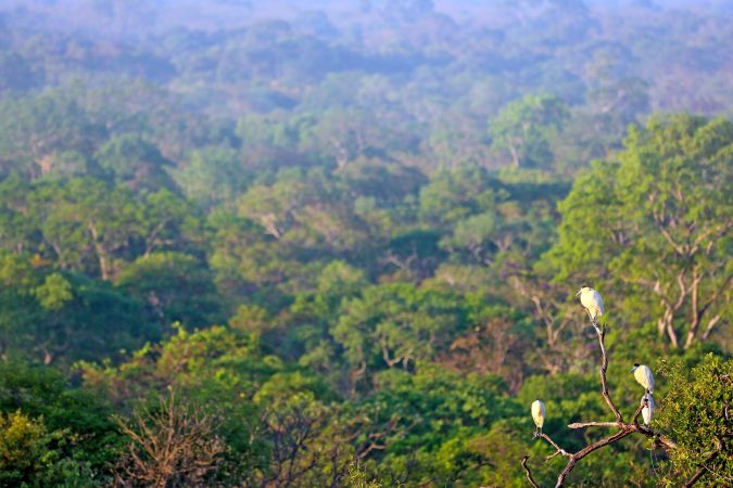 Landschaft im Pantanal © Diamir